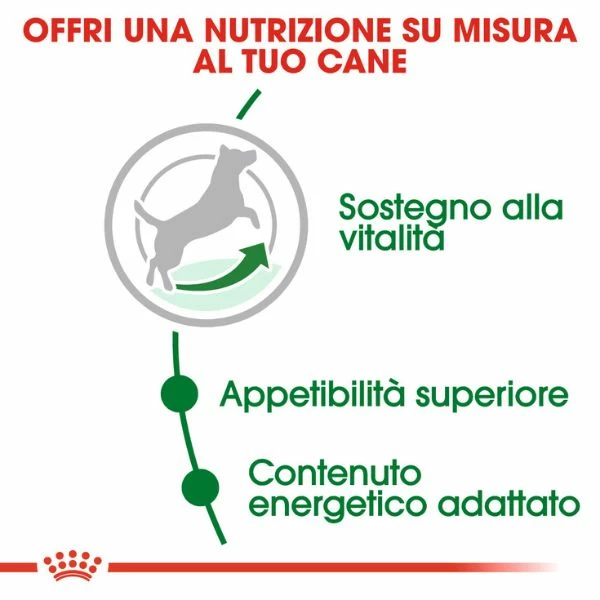 Royal Canin Mini Adult 8+ - 2 Kg 8 Royal Canin Mini Adult 8+ - 2 Kg - immagine 6