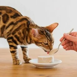 Schesir Umido Per Gatti Kitten Care Mousse Lattina 85 Gr - Tonnetto -Cibo per gatti negozio grafiche prodotti magento 600x600 2022 07 12t111413.599